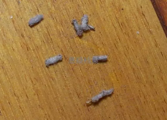 你肯定有在牆上發現過這灰灰扁扁的生物!專家解答「比蟑螂還麻煩」千萬別徒手打!
