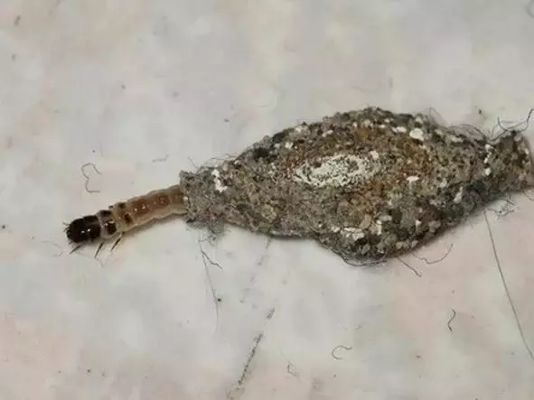 你肯定有在牆上發現過這灰灰扁扁的生物!專家解答「比蟑螂還麻煩」千萬別徒手打!