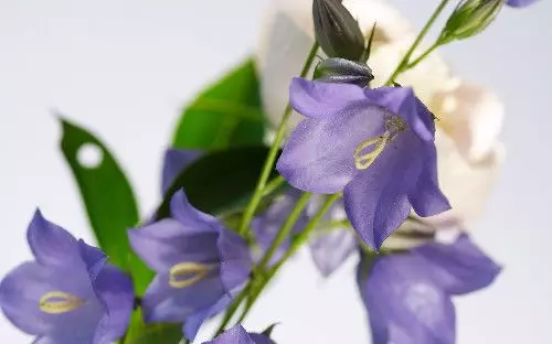 4月6號起吉星庇佑,富貴多金,福氣滿滿,橫財入命的6大生肖!