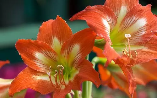 4月6號起吉星庇佑,富貴多金,福氣滿滿,橫財入命的6大生肖!