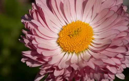 4月6號起吉星庇佑,富貴多金,福氣滿滿,橫財入命的6大生肖!