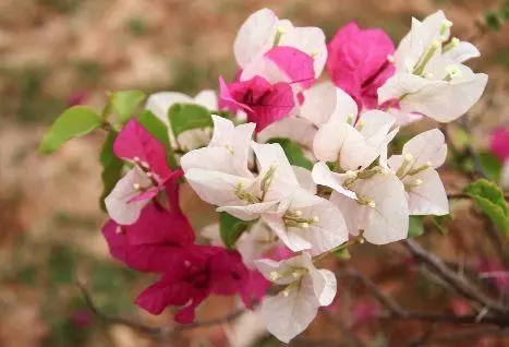4月6號起吉星庇佑,富貴多金,福氣滿滿,橫財入命的6大生肖!