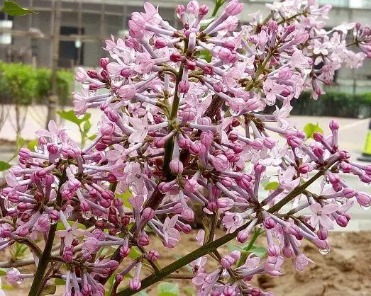 4月6號起吉星庇佑,富貴多金,福氣滿滿,橫財入命的6大生肖!
