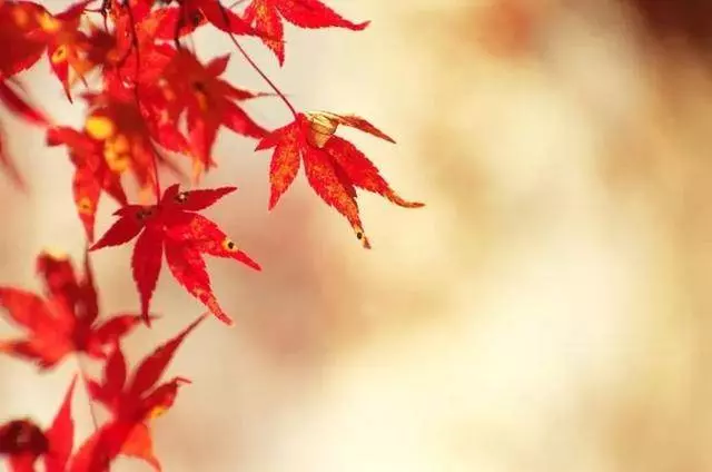 命理測試:六朵花中選一朵,立馬看穿你的事業、婚姻和人生!