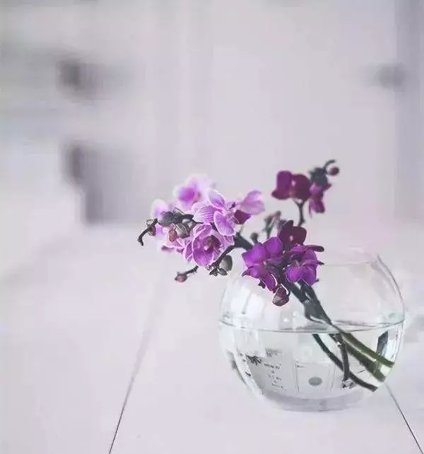 命理測試:六朵花中選一朵,立馬看穿你的事業、婚姻和人生!