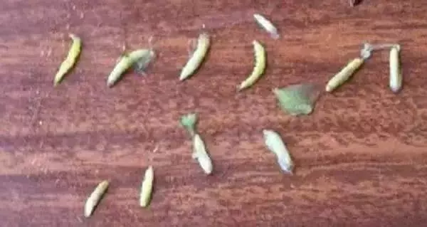 1朵花椰菜10條蟲?花椰菜竟成了葷菜?教你清洗妙招,髒東西、小蟲子洗得乾乾淨淨!