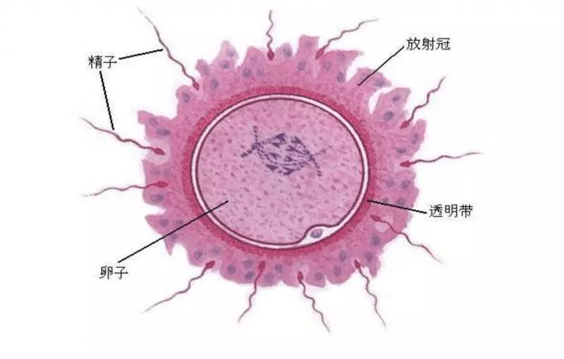 原來你會出生「並不是因為你是最快的精子」 早就有其它蝌蚪比你早到
