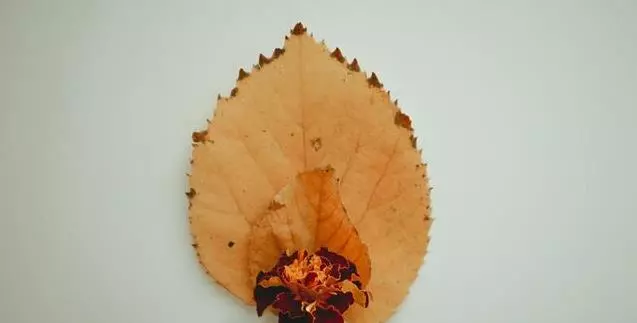 一生只愛你一個,最會為愛癡狂的3個星座