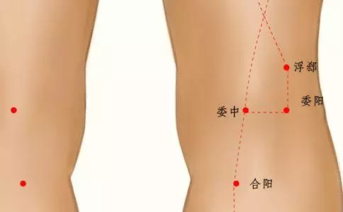 委中穴,治療腰背疾病的要穴