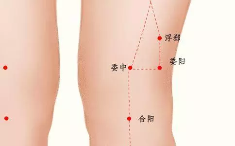 委中穴,治療腰背疾病的要穴