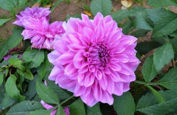 4月7號起喜事連連,財神保佑日進斗金,大富大貴的5大生肖!