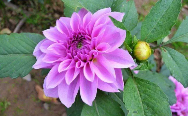 4月7號起喜事連連,財神保佑日進斗金,大富大貴的5大生肖!