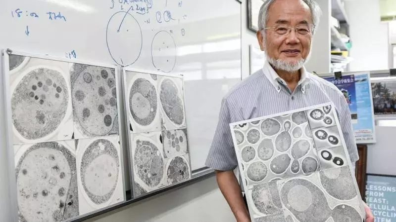 諾貝爾得主發現「餓肚子」比較健康 細胞會「自己吃自己」身體變超乾淨!