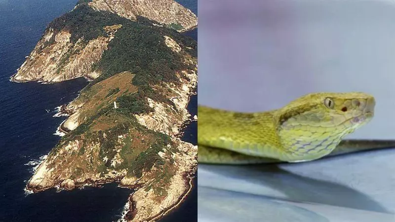 咬1口肉腐蝕!4000毒蛇佔全島 漁夫:必死無疑