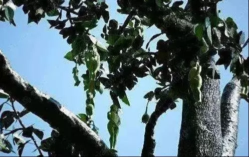 去泰國旅遊,要小心「仙女果」的陷阱,當地人很少吃,好多是騙遊客的