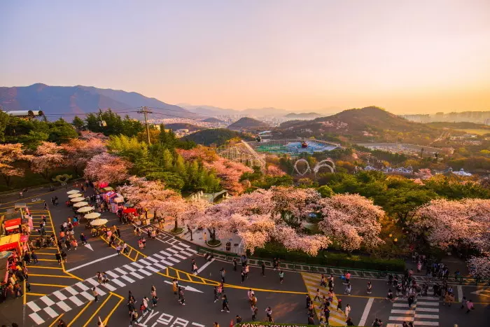 首爾櫻花節4月5日-11日