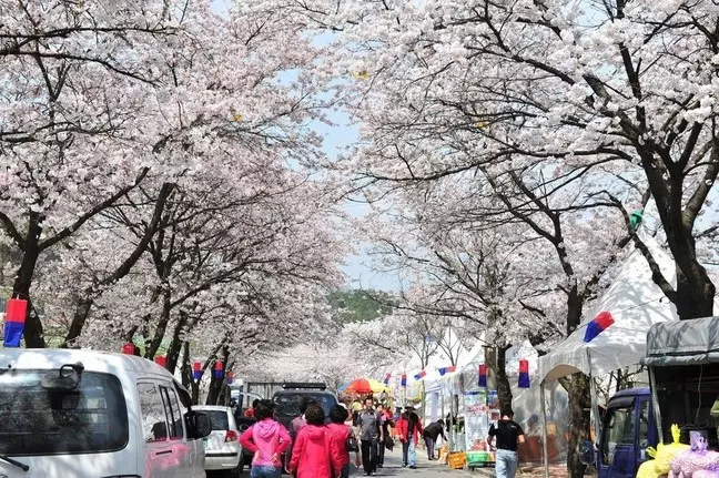 首爾櫻花節4月5日-11日