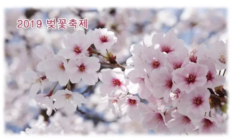 首爾櫻花節4月5日-11日