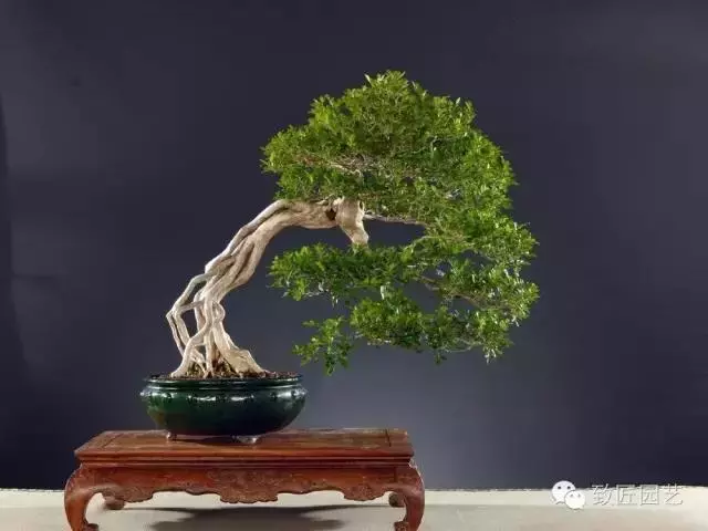 盆景造型基礎知識:盆景露根十大技法