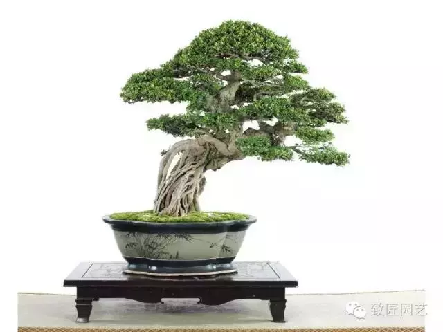 盆景造型基礎知識:盆景露根十大技法