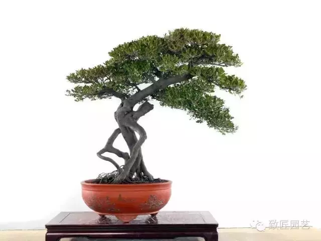 盆景造型基礎知識:盆景露根十大技法
