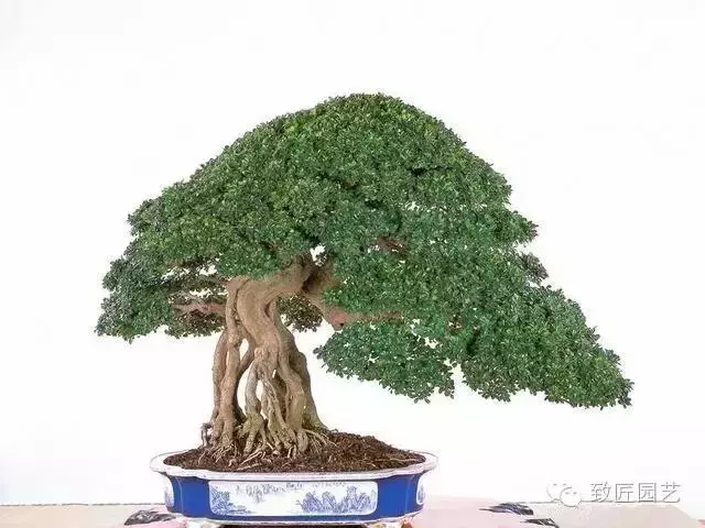 盆景造型基礎知識:盆景露根十大技法