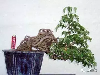 盆景造型基礎知識:盆景露根十大技法