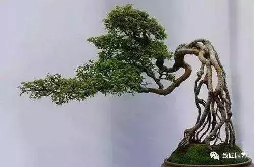 盆景造型基礎知識:盆景露根十大技法