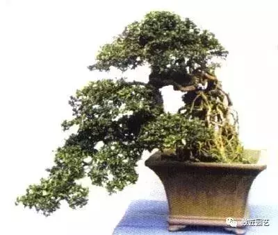 盆景造型基礎知識:盆景露根十大技法