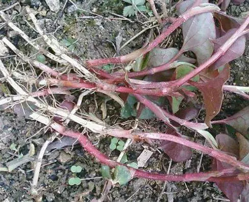 女性的「長生菜」,堅持吃幾天,面色紅潤,排毒祛濕,遠離婦科炎症,子宮越來越好
