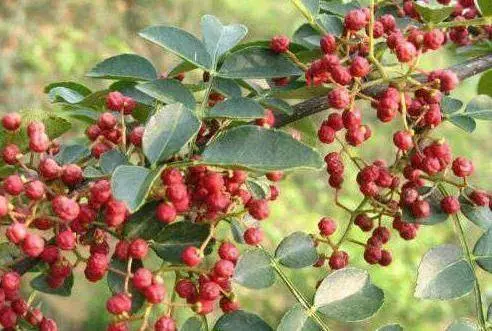 女性的「長生菜」,堅持吃幾天,面色紅潤,排毒祛濕,遠離婦科炎症,子宮越來越好