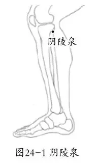 中醫介紹:《陰陵泉穴》的精要分析、您需要學習的基礎知識!