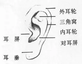 耳保健操火了!簡單4步按摩穴位,通暢五臟六腑,能長壽!