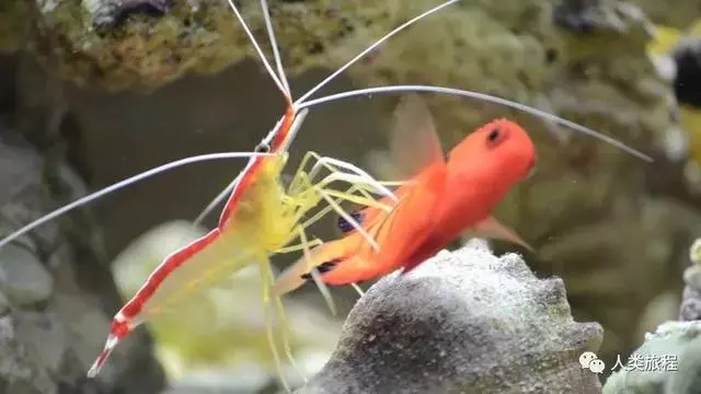 在客戶魚嘴裡提供服務的小清潔蝦、清潔魚,是怎麼知道自己不會被吃掉的呢?