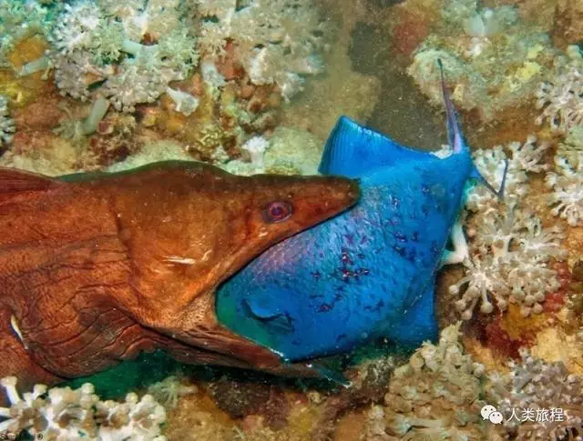 在客戶魚嘴裡提供服務的小清潔蝦、清潔魚,是怎麼知道自己不會被吃掉的呢?