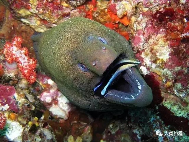 在客戶魚嘴裡提供服務的小清潔蝦、清潔魚,是怎麼知道自己不會被吃掉的呢?