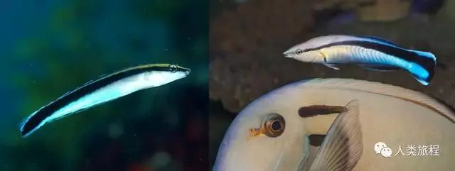 在客戶魚嘴裡提供服務的小清潔蝦、清潔魚,是怎麼知道自己不會被吃掉的呢?