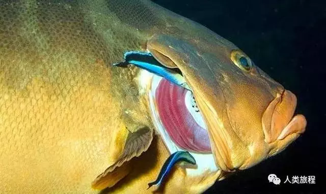 在客戶魚嘴裡提供服務的小清潔蝦、清潔魚,是怎麼知道自己不會被吃掉的呢?