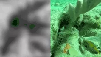 在客戶魚嘴裡提供服務的小清潔蝦、清潔魚,是怎麼知道自己不會被吃掉的呢?