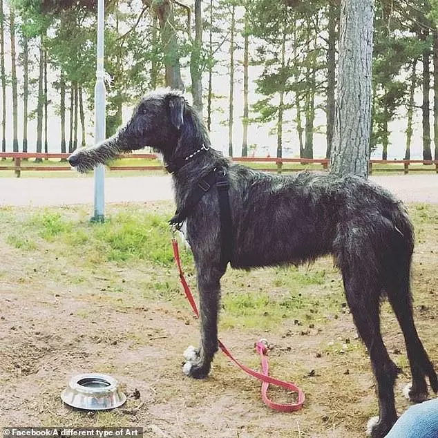 主人把邊牧拍成7條腿的臘腸狗,全景模式拍狗,簡直恐怖片!