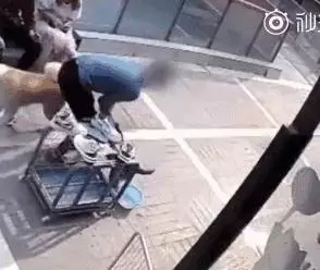 只因和女友吵架,他就將自家狗摔至骨折