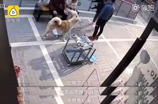 只因和女友吵架,他就將自家狗摔至骨折