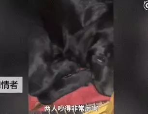 只因和女友吵架,他就將自家狗摔至骨折