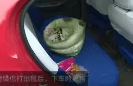 只因和女友吵架,他就將自家狗摔至骨折