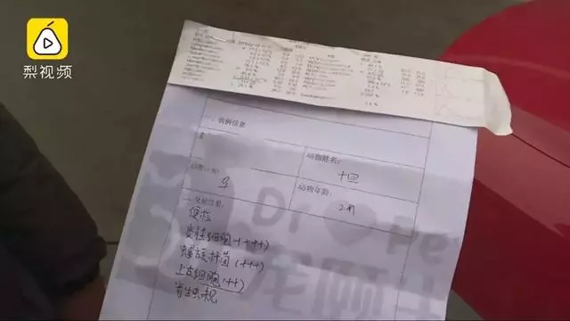 只因和女友吵架,他就將自家狗摔至骨折