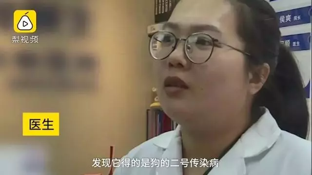 只因和女友吵架,他就將自家狗摔至骨折