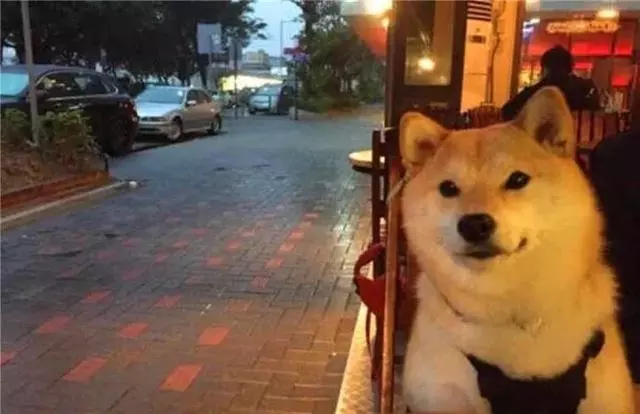 柴犬為娶妻主動擔任店員,幫著鏟屎官賣紅薯,三年後仍是單身