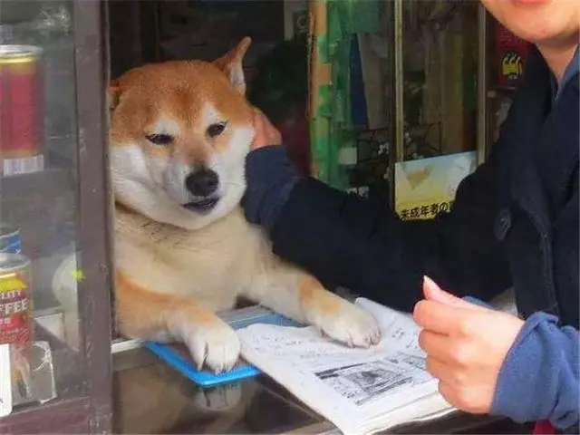 柴犬為娶妻主動擔任店員,幫著鏟屎官賣紅薯,三年後仍是單身
