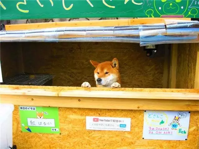 柴犬為娶妻主動擔任店員,幫著鏟屎官賣紅薯,三年後仍是單身