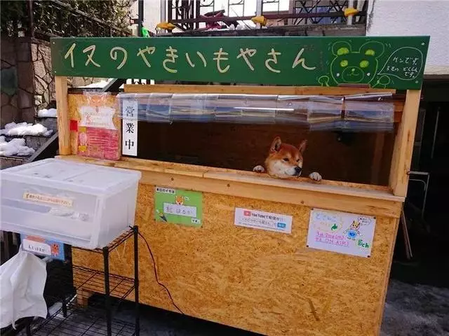 柴犬為娶妻主動擔任店員,幫著鏟屎官賣紅薯,三年後仍是單身